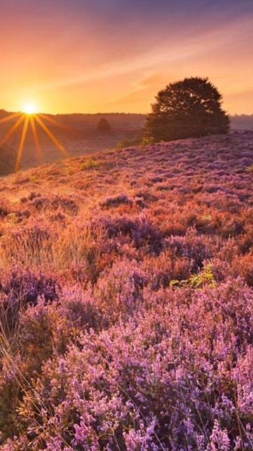Boutique Chalet Veluwe プッテン エクステリア 写真